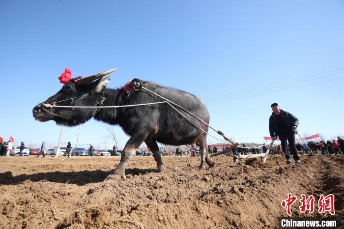 二月二，龍?zhí)ь^！