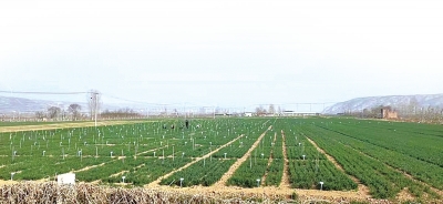雨水節(jié)氣農(nóng)事忙 來聽專家劃重點