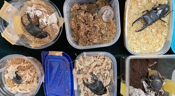  “最強鍬甲”闖關(guān)被擒 北京海關(guān)在郵遞渠道查獲異寵活體甲蟲