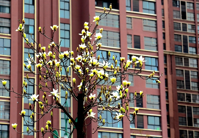 駐馬店:玉蘭花開 春意盎然