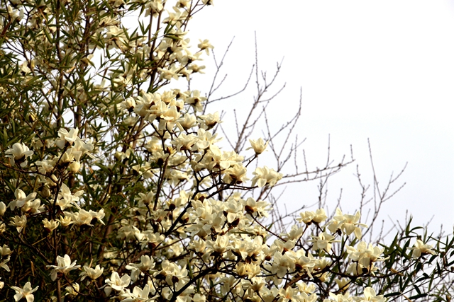 駐馬店:玉蘭花開 春意盎然