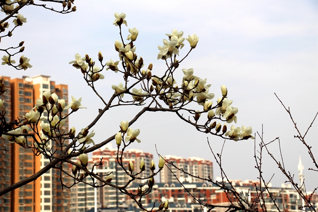 駐馬店:玉蘭花開 春意盎然