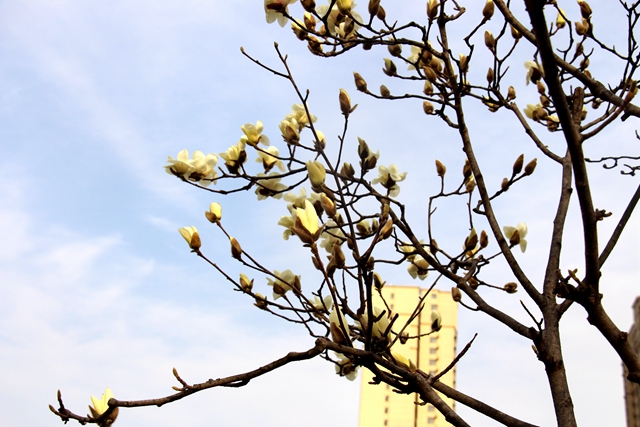 駐馬店:玉蘭花開 春意盎然
