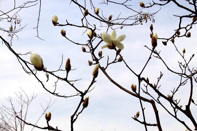 駐馬店:玉蘭花開 春意盎然
