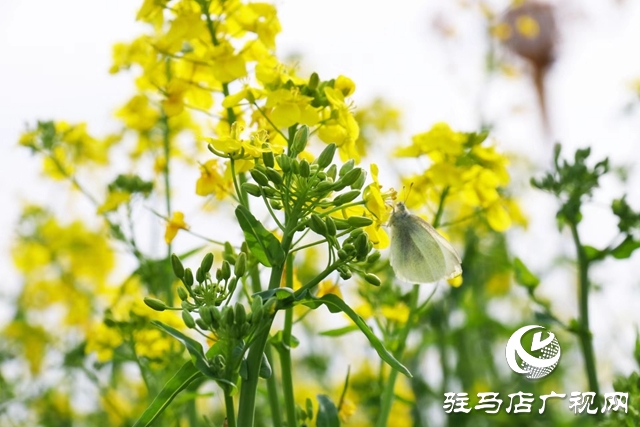 駐馬店:油菜花開滿地黃 叢間蝶舞蜜蜂忙