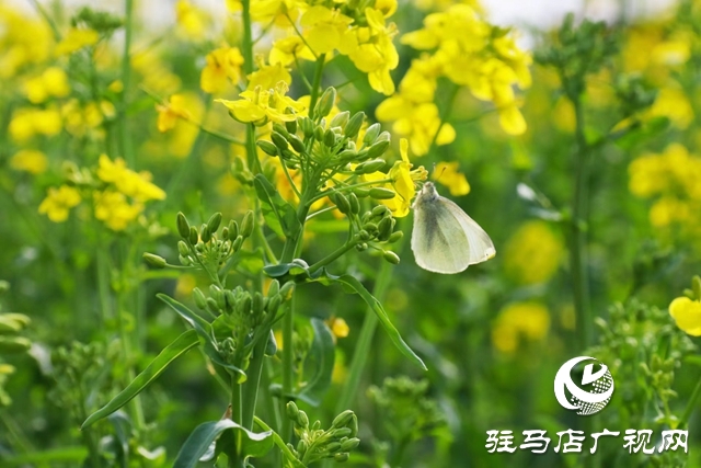 駐馬店:油菜花開滿地黃 叢間蝶舞蜜蜂忙