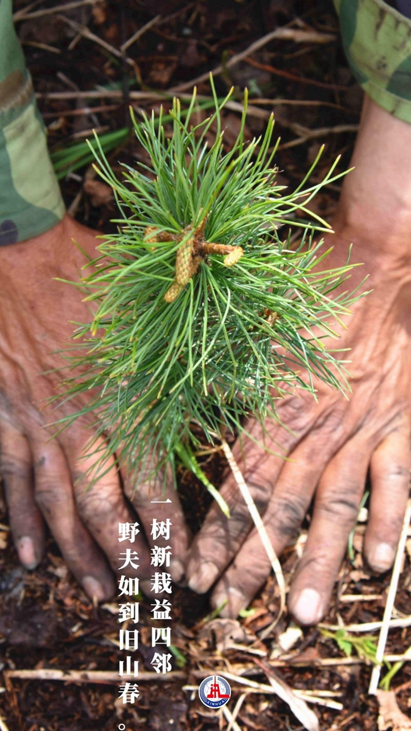 新華全媒+丨植樹傳統(tǒng)，從古詩(shī)中走來