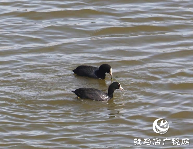 駐馬店小清河:野鴨成群 萌出春日新景