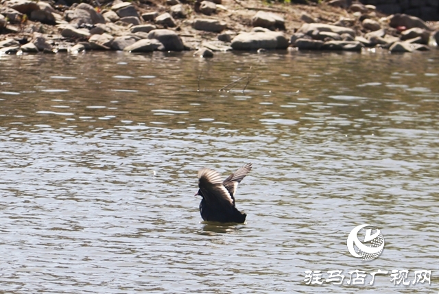 駐馬店小清河:野鴨成群 萌出春日新景