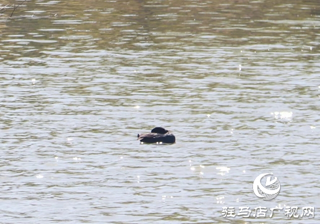駐馬店小清河:野鴨成群 萌出春日新景