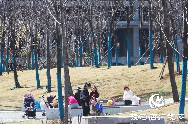 駐馬店小清河:野鴨成群 萌出春日新景