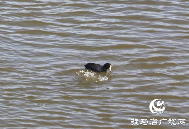 駐馬店小清河:野鴨成群 萌出春日新景