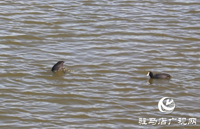駐馬店小清河:野鴨成群 萌出春日新景