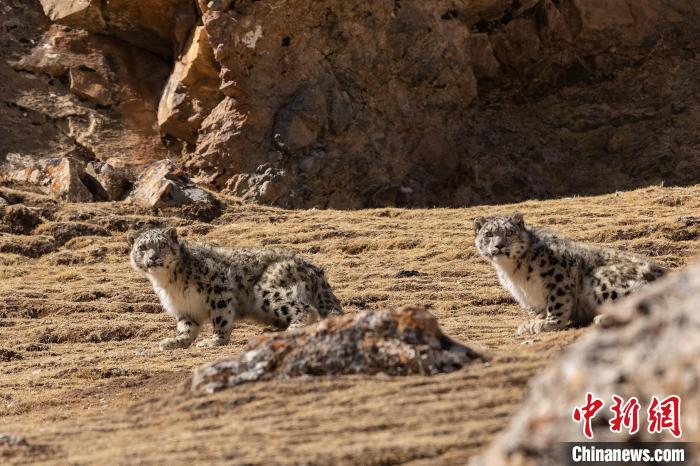&ldquo;雪豹窩&rdquo;里的草根野生動(dòng)物攝影師：不打擾是最基本原則
