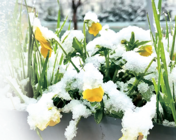 河南有多愛“兩摻兒”？滿街都是“春花摻雪花”