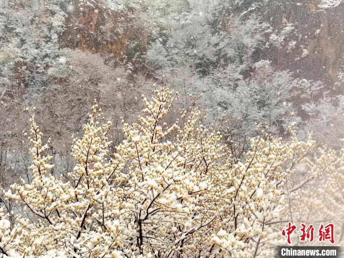 河南多地發(fā)布暴雪紅色預(yù)警 降雪成因公布