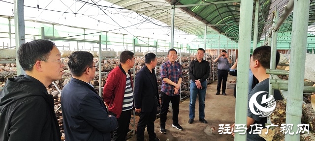 以“菇”會友 舞陽縣食用菌協(xié)會深入泌陽縣菌菇基地觀摩學習