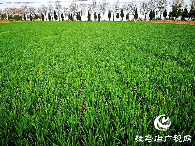 駐馬店：?春分麥起身 肥水要緊跟