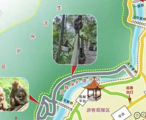 峨眉山猴子被拘留？假的！峨眉山猴子是國家二級保護(hù)動物