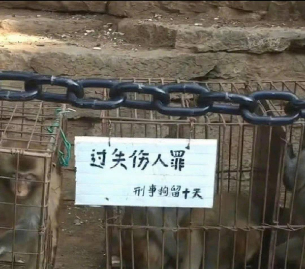 峨眉山猴子被拘留？假的！峨眉山猴子是國家二級保護(hù)動物