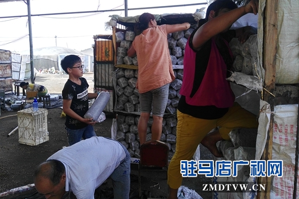 泌陽(yáng)：昔日貧困戶(hù)  今日韓國(guó)洋專(zhuān)家”