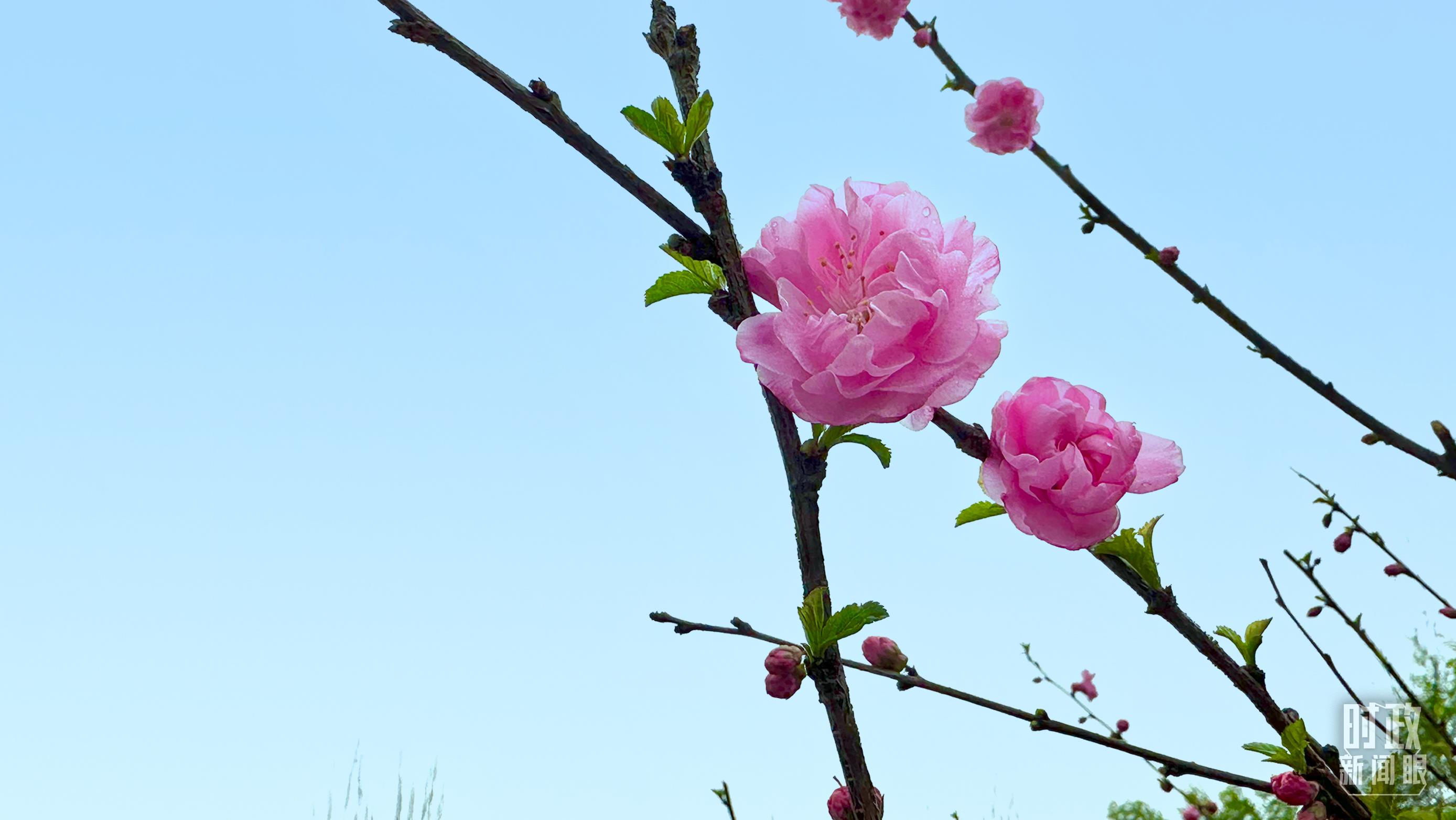 時(shí)政新聞眼丨在今年首都義務(wù)植樹(shù)現(xiàn)場(chǎng)，習(xí)近平這三句話飽含深意