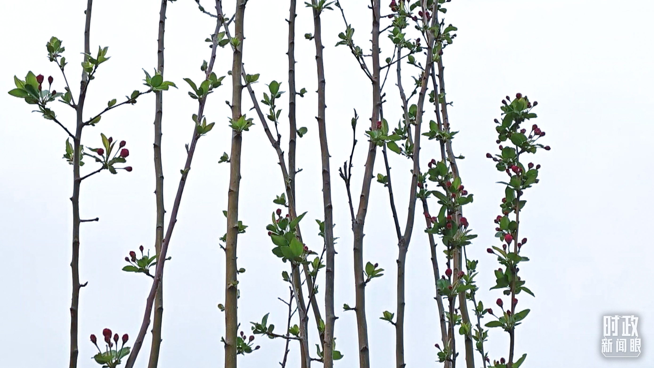 時(shí)政新聞眼丨在今年首都義務(wù)植樹(shù)現(xiàn)場(chǎng)，習(xí)近平這三句話飽含深意