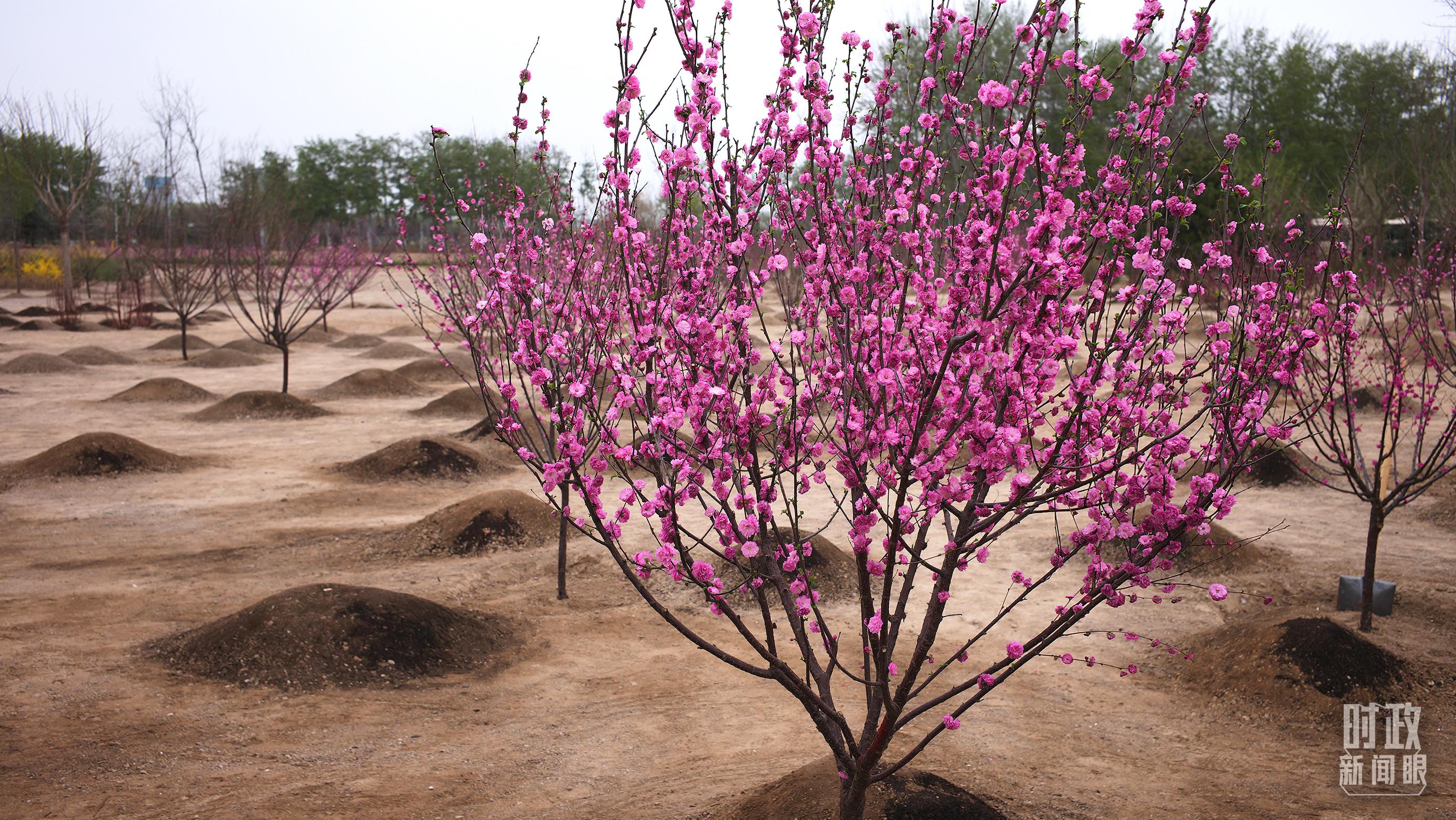 時(shí)政新聞眼丨在今年首都義務(wù)植樹(shù)現(xiàn)場(chǎng)，習(xí)近平這三句話飽含深意