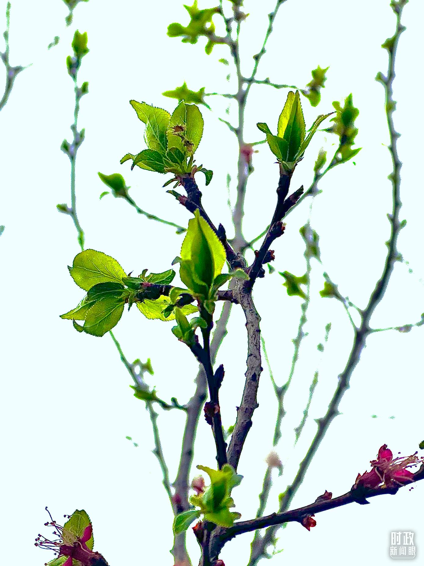 時(shí)政新聞眼丨在今年首都義務(wù)植樹(shù)現(xiàn)場(chǎng)，習(xí)近平這三句話飽含深意