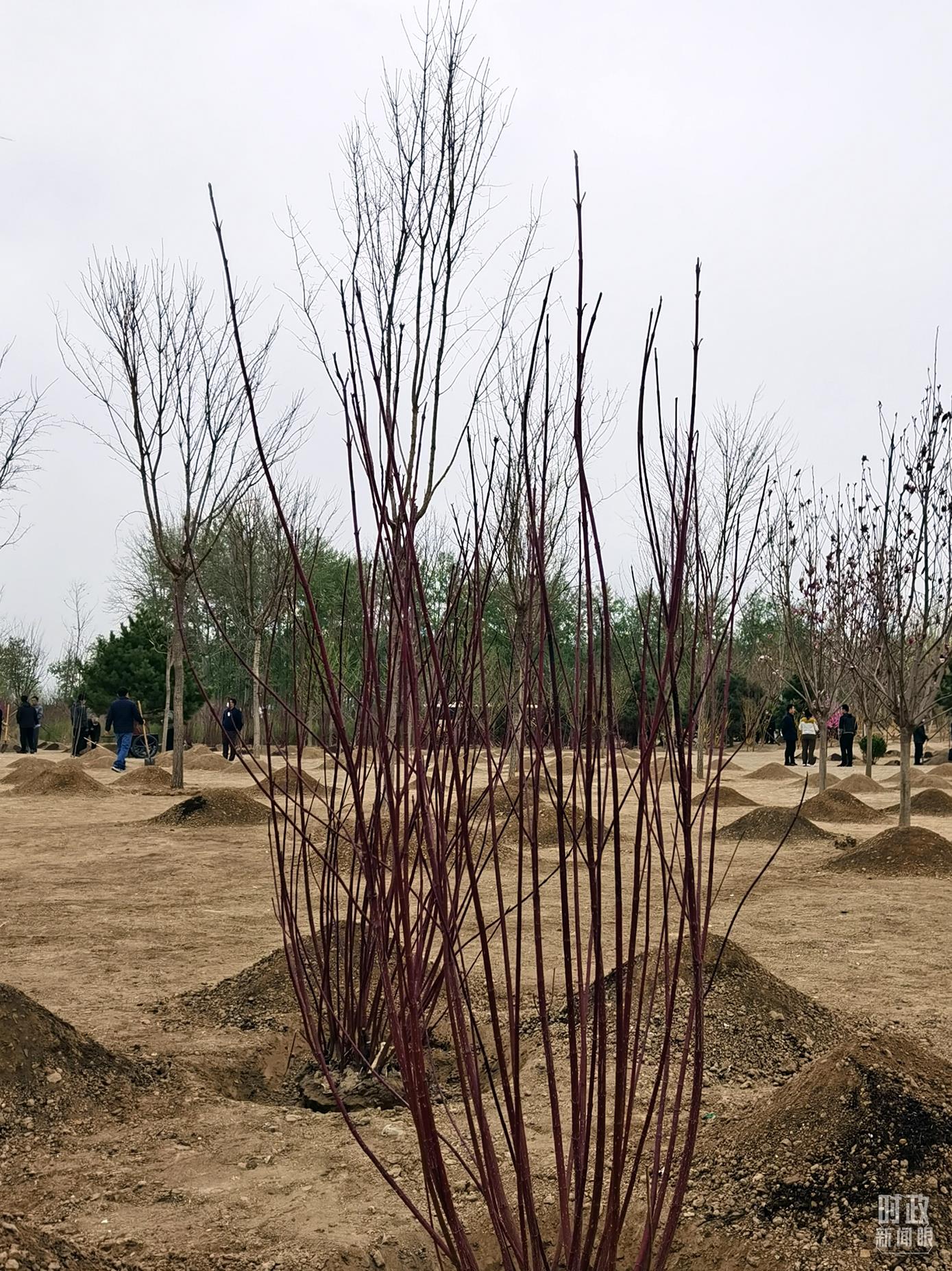 時(shí)政新聞眼丨在今年首都義務(wù)植樹(shù)現(xiàn)場(chǎng)，習(xí)近平這三句話飽含深意