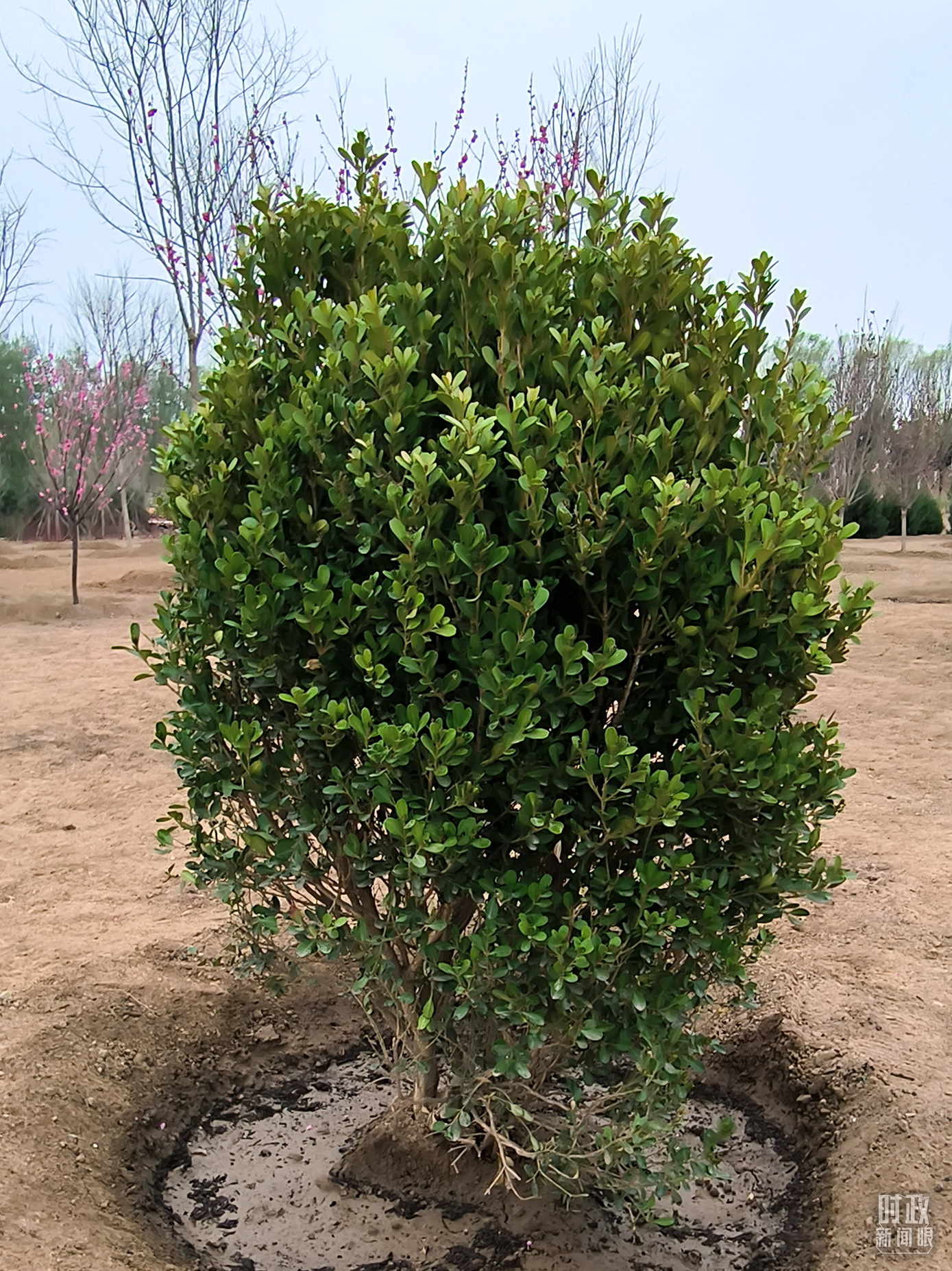 時(shí)政新聞眼丨在今年首都義務(wù)植樹(shù)現(xiàn)場(chǎng)，習(xí)近平這三句話飽含深意