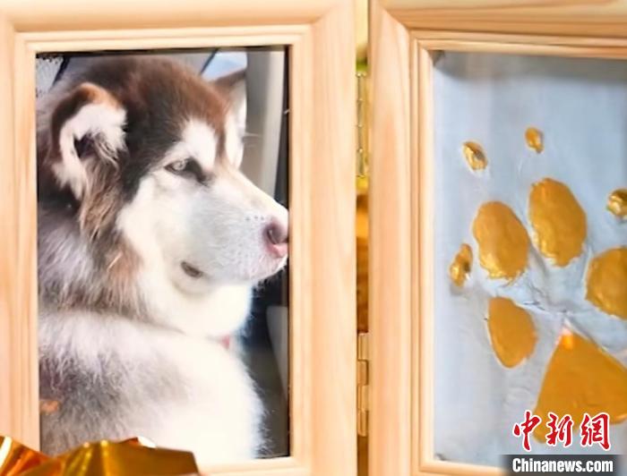 寵物&ldquo;擺渡人&rdquo;：讓每個(gè)生命都可以體面地離開(kāi)