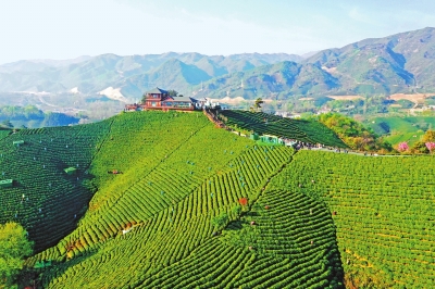 深入學習貫徹黨的二十大精神丨年輕態(tài) 文化范 新茶節(jié) 新信陽