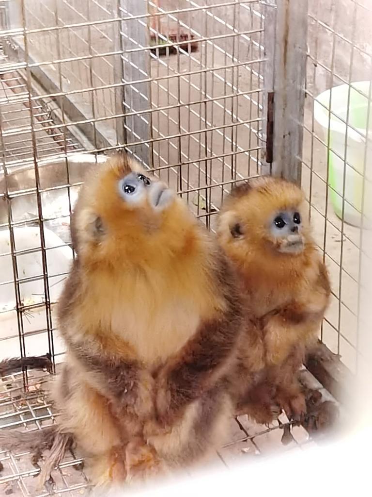 拍案·保護野生動植物丨打擊涉野生動物犯罪：斬斷“身份洗白”“電子獵夾”違法犯罪鏈條