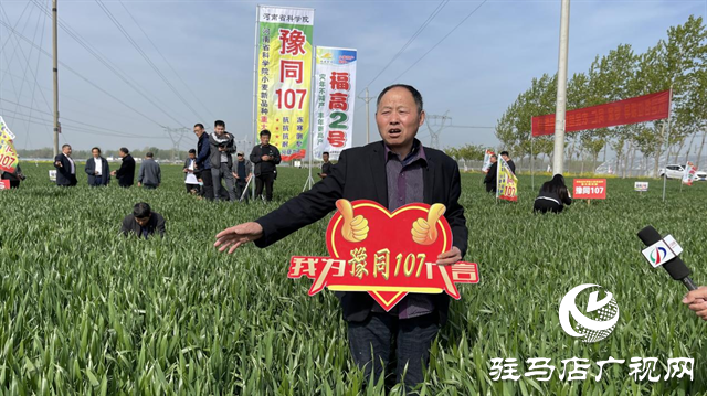 重磅！噸源種業(yè)再添強勢小麥品種，豫同107助農增產(chǎn)豐收！