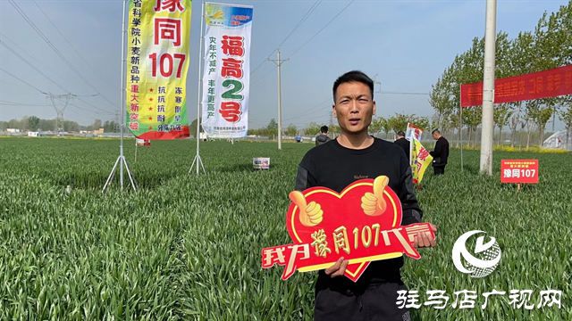 重磅！噸源種業(yè)再添強勢小麥品種，豫同107助農增產(chǎn)豐收！