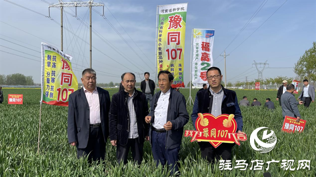 重磅！噸源種業(yè)再添強勢小麥品種，豫同107助農增產(chǎn)豐收！