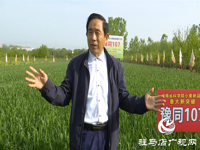 重磅！噸源種業(yè)再添強勢小麥品種，豫同107助農增產(chǎn)豐收！