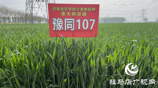 重磅！噸源種業(yè)再添強勢小麥品種，豫同107助農增產(chǎn)豐收！