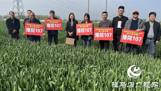 重磅！噸源種業(yè)再添強勢小麥品種，豫同107助農增產(chǎn)豐收！