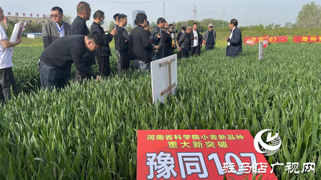 重磅！噸源種業(yè)再添強勢小麥品種，豫同107助農增產(chǎn)豐收！