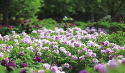 四月，來(lái)洛陽(yáng)看牡丹 須是牡丹花盛發(fā) 滿城方始醉無(wú)涯