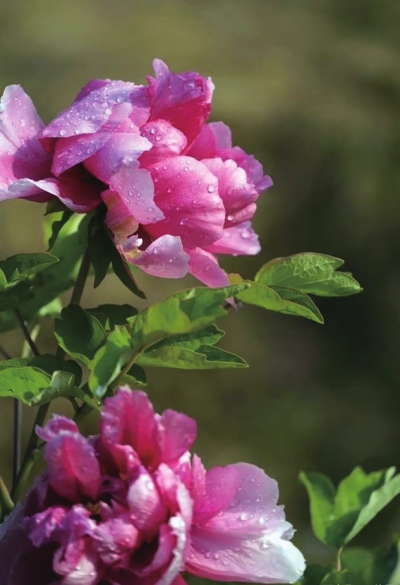 四月，來(lái)洛陽(yáng)看牡丹 須是牡丹花盛發(fā) 滿城方始醉無(wú)涯