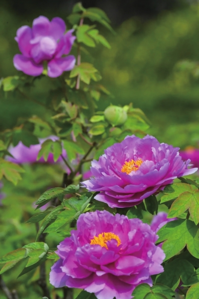 四月，來(lái)洛陽(yáng)看牡丹 須是牡丹花盛發(fā) 滿城方始醉無(wú)涯