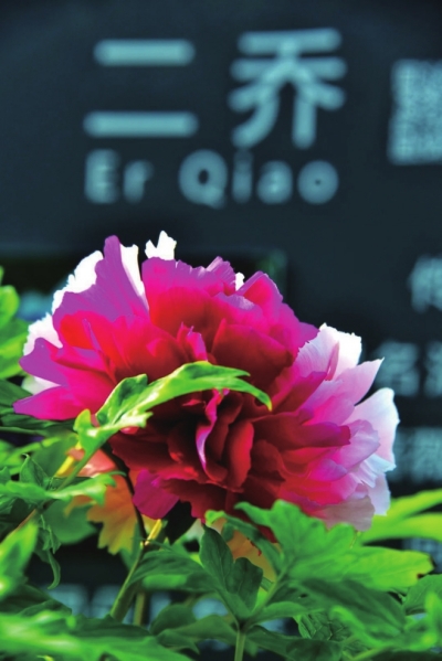 四月，來(lái)洛陽(yáng)看牡丹 須是牡丹花盛發(fā) 滿城方始醉無(wú)涯