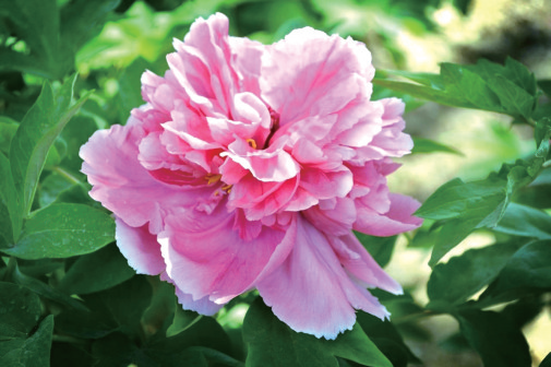 四月，來(lái)洛陽(yáng)看牡丹 須是牡丹花盛發(fā) 滿城方始醉無(wú)涯