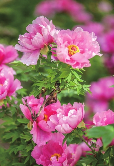 四月，來(lái)洛陽(yáng)看牡丹 須是牡丹花盛發(fā) 滿城方始醉無(wú)涯