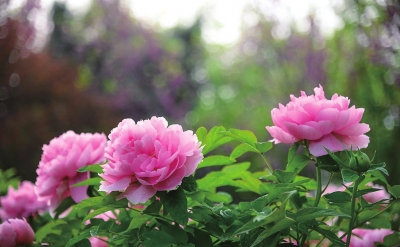 四月，來(lái)洛陽(yáng)看牡丹 須是牡丹花盛發(fā) 滿城方始醉無(wú)涯