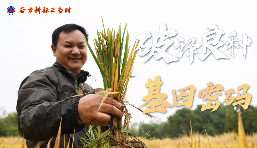 奮力耕耘正當時&mdash;&mdash;農(nóng)業(yè)強國建設一線的四個故事