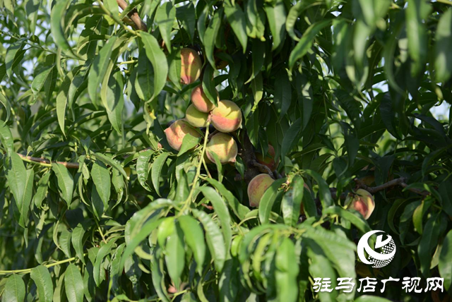 泌陽縣： “蹚出”鄉(xiāng)村集體經濟發(fā)展新路子